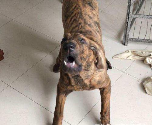 它是著名的烈性犬,虎斑犬中的第一名,很多国家只能禁养