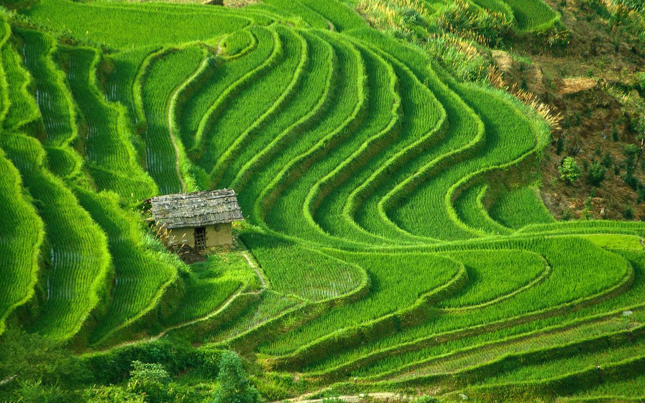 绿色梯田风景清新护眼电脑桌面壁纸下载