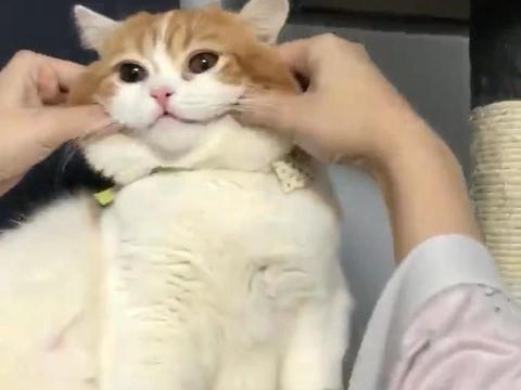 主人拍到猫咪玩水的表情,网友看了忍不住笑喷:这猫怕是成精了!