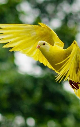 飞禽鸟类高清图片壁纸