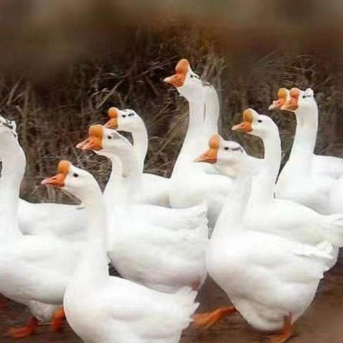 歪头要坚决剔除瞎眼初选后再检查鹅苗各主要部位的情况"观察7-20走动