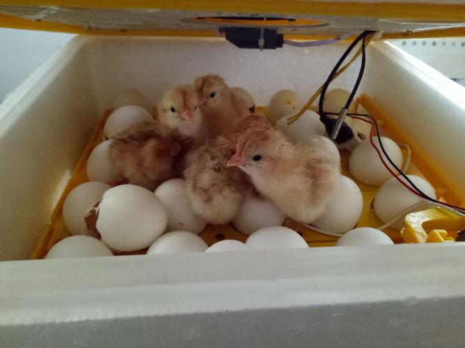 通过观察小鸡的生长过程,我们了解了动物神奇的生长变化过程.