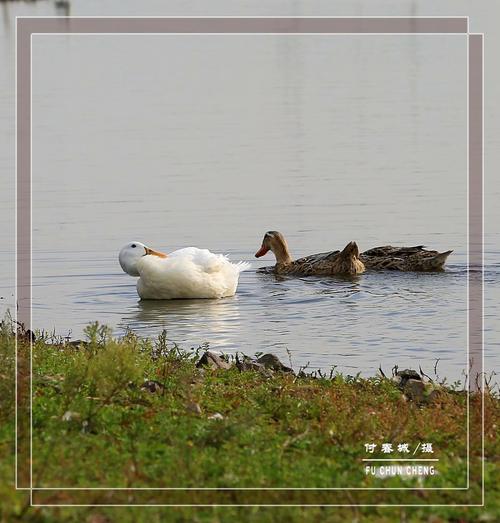原创首发珍稀的白色野鸭