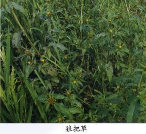 狼把草