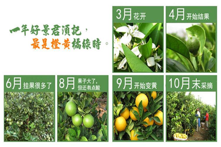 脐橙子苗橙子树苗九月红脐橙苗早熟橙子脐橙苗盆栽地栽果树苗