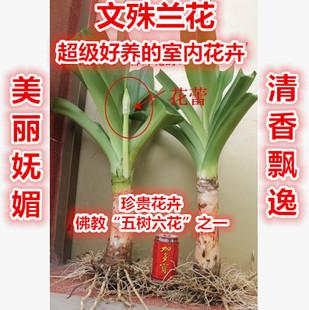 实拍图文殊兰花苗文殊兰花文殊兰苗佛花佛教"五树六花"室内花卉