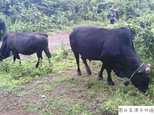 我们这里城镇附近的农户养水牛的较多,而山上居住的农户则是水牛
