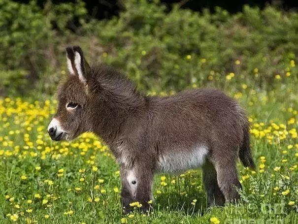 驴宝宝可爱到太不真实外型太像玩偶让网友融化:看一眼心情都变好