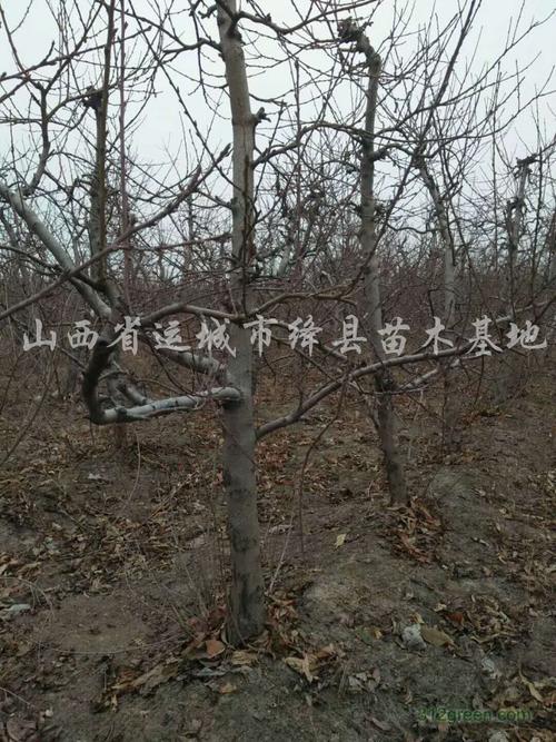 基地出售; 桃树苗,占地 桃树,占地 苹果树,樱 桃树, 梨树,开心