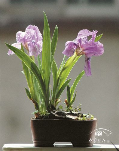 德国鸢尾花俏盆景美