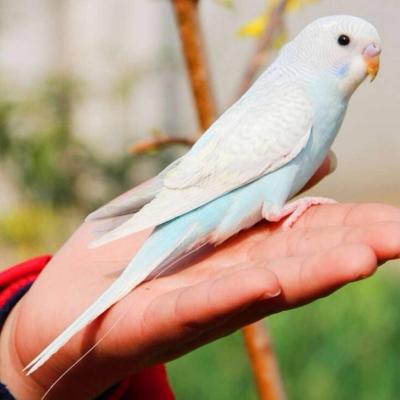 c新品虎皮鹦鹉活鸟活物中小型会说话鸟类活鸟体手养宠物鸟玄凤幼