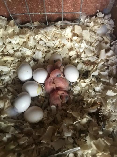 虎皮鹦鹉已孵出,繁殖箱全黑能看清喂食吗?