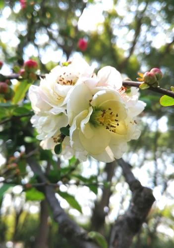 荆川公园海棠依然
