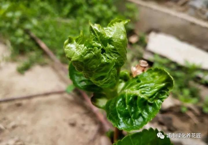 绣球花长出来的嫩叶开始发卷是怎么回事?蓟马不是万能