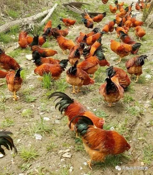 都市里的农庄,青海的江南,体验农庄,了解江南品尝地锅锅土阉鸡,请到