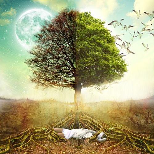 我们的身体里 长着一棵树,一半明媚一半忧伤.