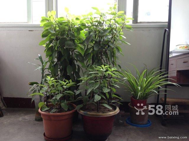 能治糖尿病的胰岛树