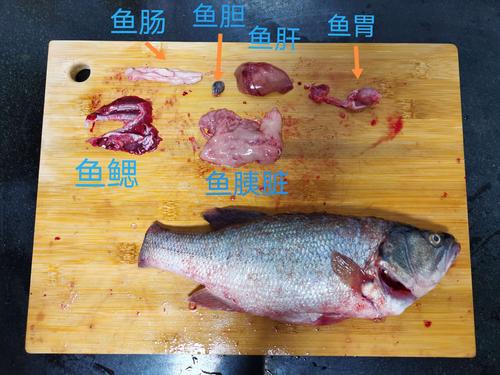 解剖鲈鱼