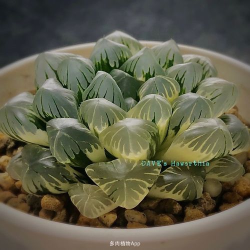 广濑玉露锦传承之美