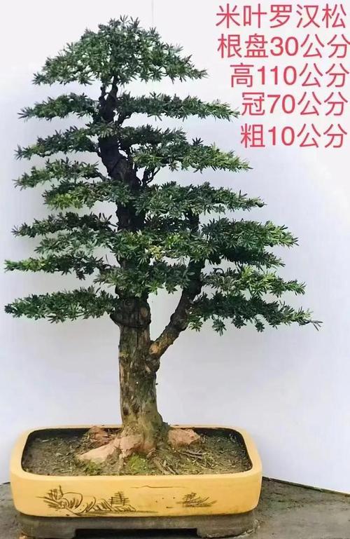 分享一组精品米叶罗汉松