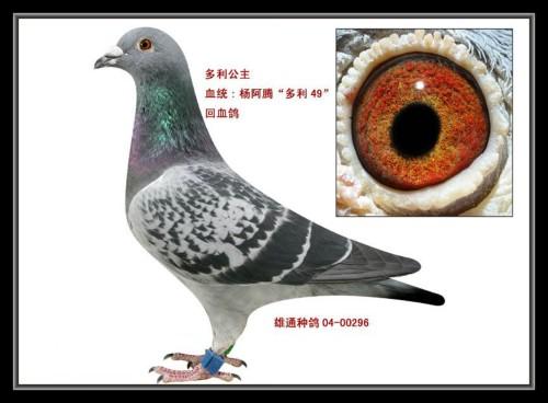 杨阿腾鸽系