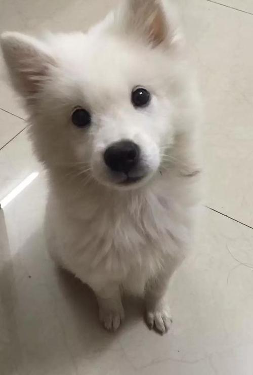 我家5岁混血萨摩狗子小时候照片