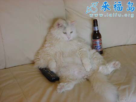谁见过喝醉酒的猫啊!_动物图片_来福岛爆笑娱乐网
