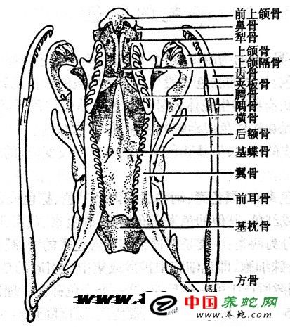 蛇类生物学特征内部结构骨骼系统