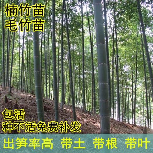 大型楠竹苗大毛竹苗竹笋苗庭院竹子苗长青耐寒大南竹种子营养杯苗