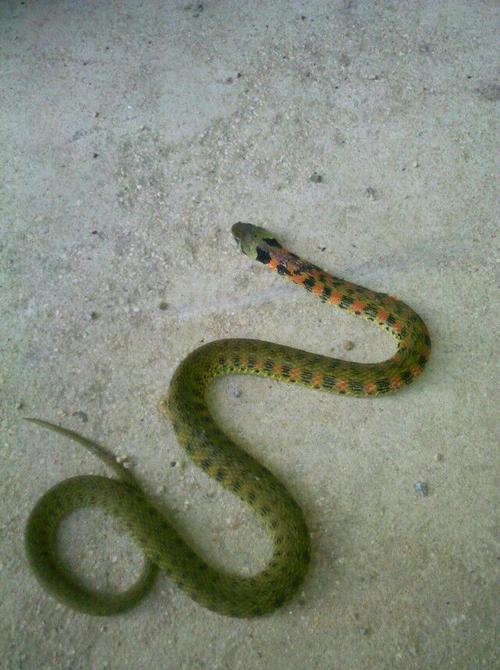 请问图片中的蛇是什么蛇,有毒吗,谢谢.