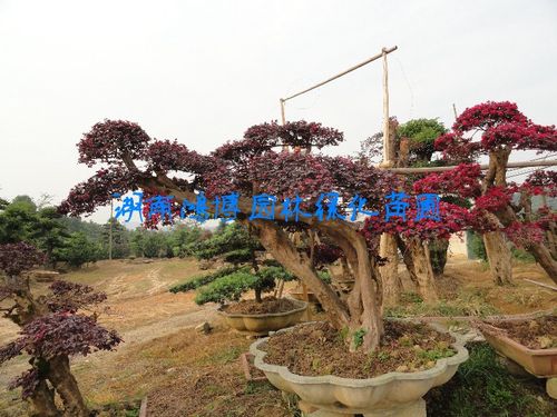 造型红花继木