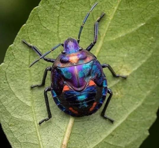 稀奇古怪昆虫知多少?赶紧安排学习一下