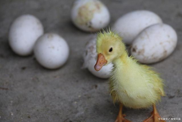 鹅宝宝的人生历练开始了,一个刺激又危险的世界等着