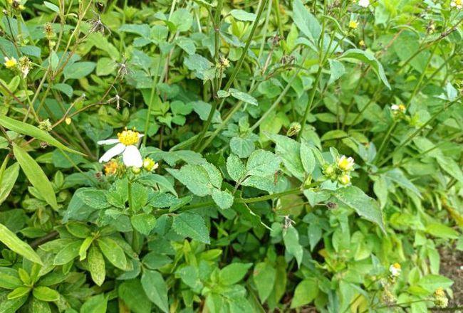鬼针草:在农村都当杂草,在中药界却大有好处,价值非常