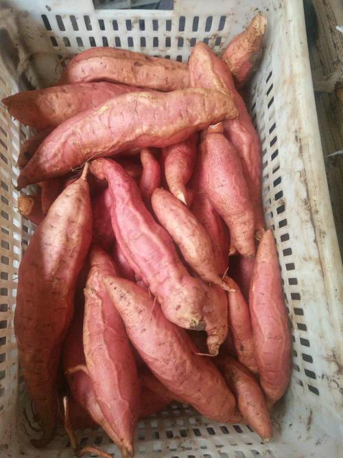 新鲜小红薯富硒地瓜 香甜红薯烟薯25 农家自种红薯番薯 一件代发