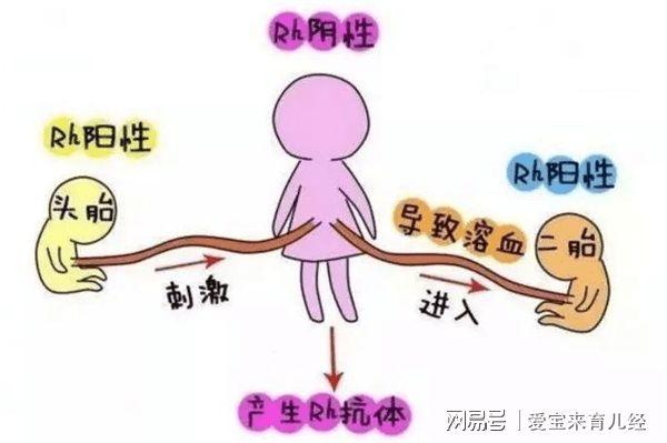 三,母亲是o型,父亲是b型,宝宝会是以下两种血型中的一种:o型,b型