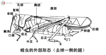 蝗虫的外部形态示意图