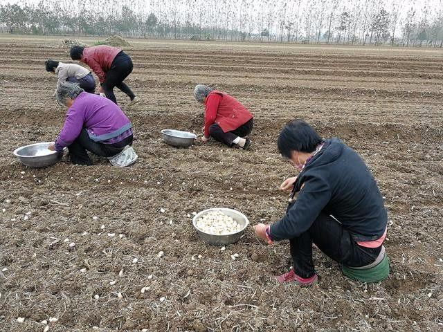 大蒜背后的种蒜工,跪着,爬着种蒜,每天栽种近一亩地