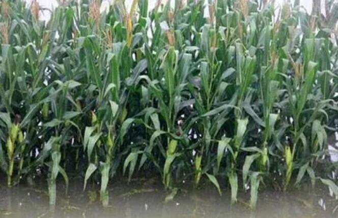 大雨大风后玉米倒伏怎么办玉米地被淹如何处理减少损失