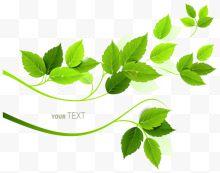 唯美绿色叶子矢量