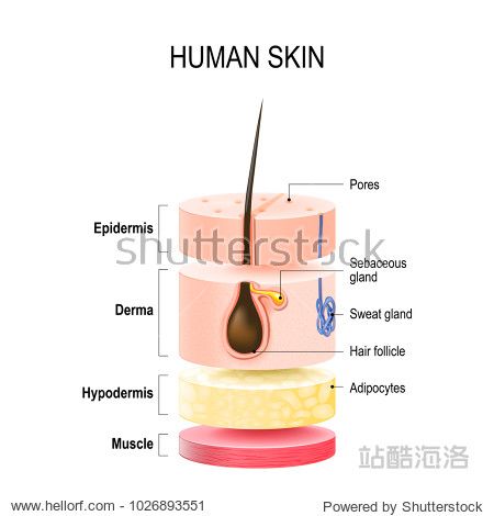 epidermis dermis hypodermis and muscle tissue.