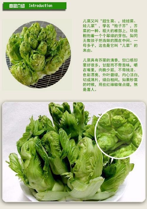 农家自种四川儿菜新鲜母子菜抱儿菜娃娃菜四川泡菜原料现砍现发
