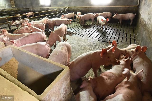 通过消化道吸收进入血液侵害肝脏,肾脏及破坏血细胞和影响生殖激素