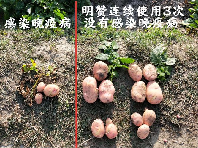 盈江马铃薯与马铃薯晚疫病的故事