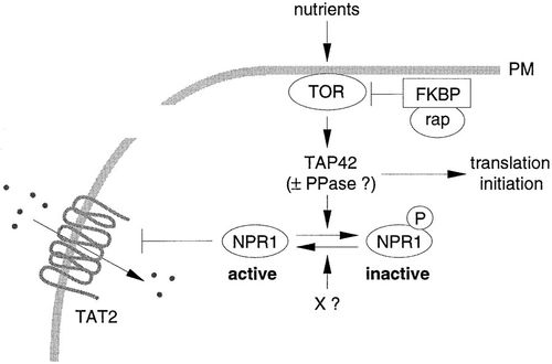 the tor nutrient signalling pathway phosphorylates npr1 and