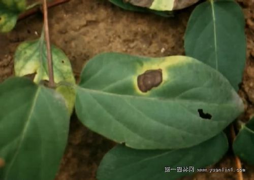 金银花三种叶部病害的症状与防治方法