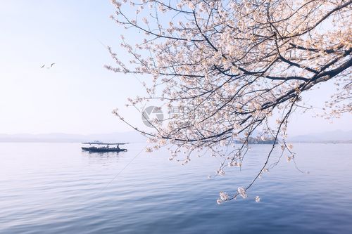 西湖樱花浪漫时