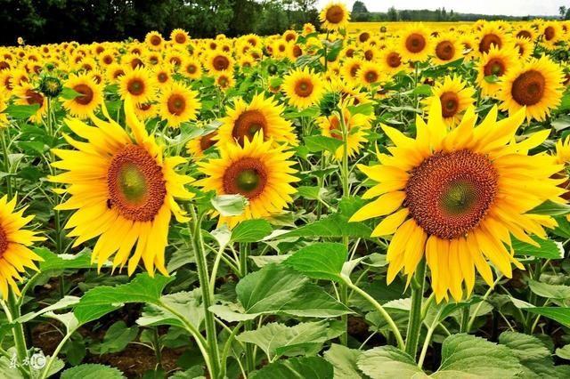 2017最后一片向日葵已经盛开,错过又要等一年!_【快资讯】