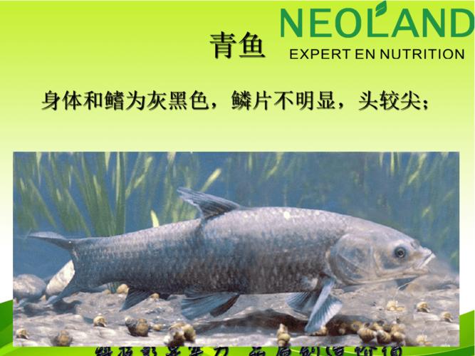 鱼体外形观察与解剖