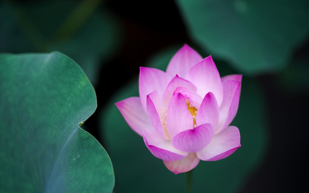唯美荷花摄影图片高清壁纸